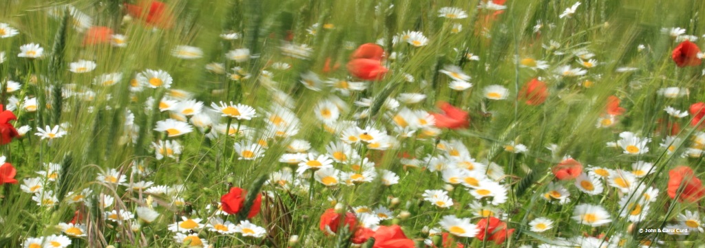_MG_1484 Field in motion.JPG